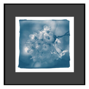 Cyanotype photography -Spring-"Matcha toning"