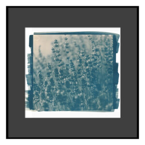 Cyanotype photography -Summer"Yarba Mate toning"
